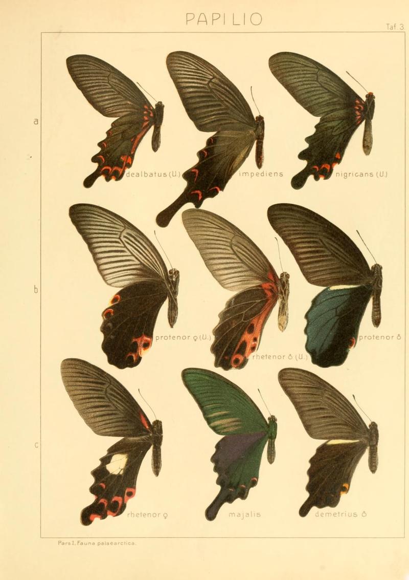 The Macrolepidoptera of the world (Taf. 3) (8145231849)