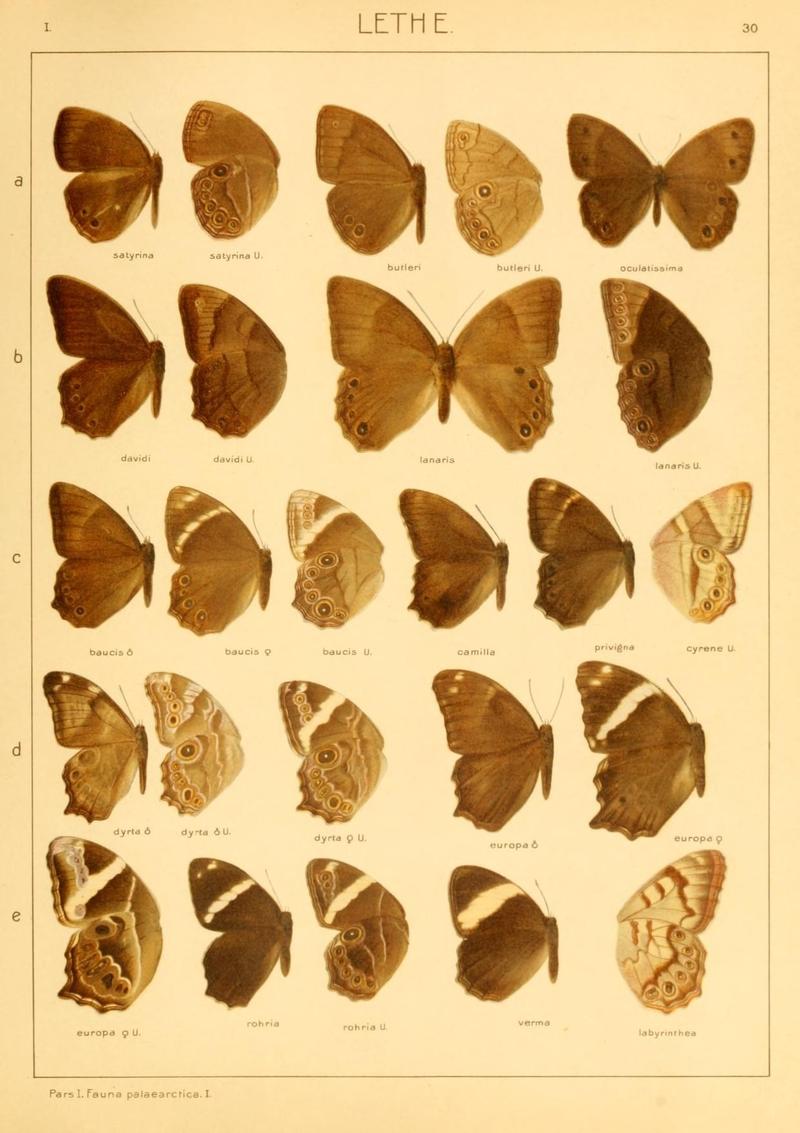 The Macrolepidoptera of the world (Taf. 30) (8145276380)