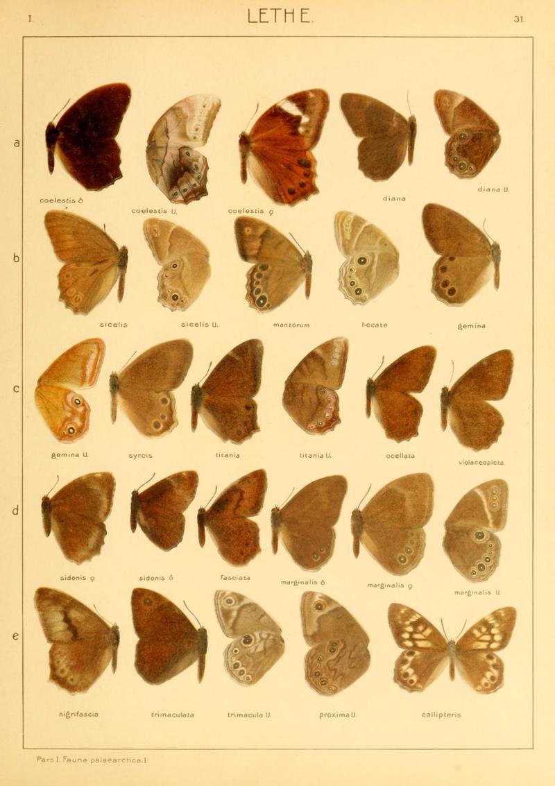 The Macrolepidoptera of the world (Taf. 31) (8145246671)