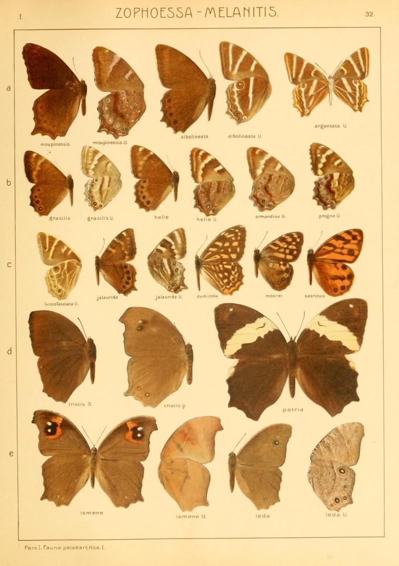 The Macrolepidoptera of the world (Taf. 32) (8145247123)