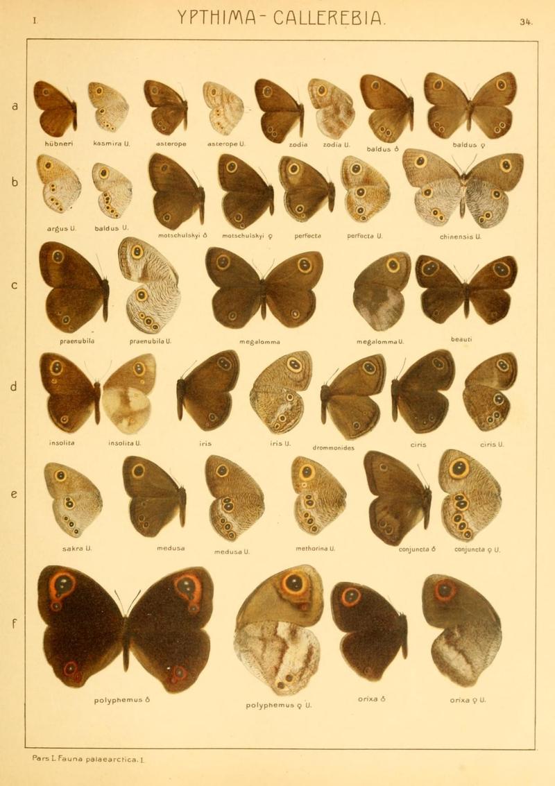 The Macrolepidoptera of the world (Taf. 34) (8145278404)