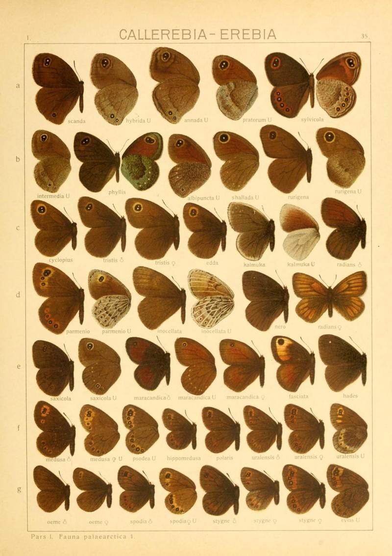 The Macrolepidoptera of the world (Taf. 35) (8145248775)