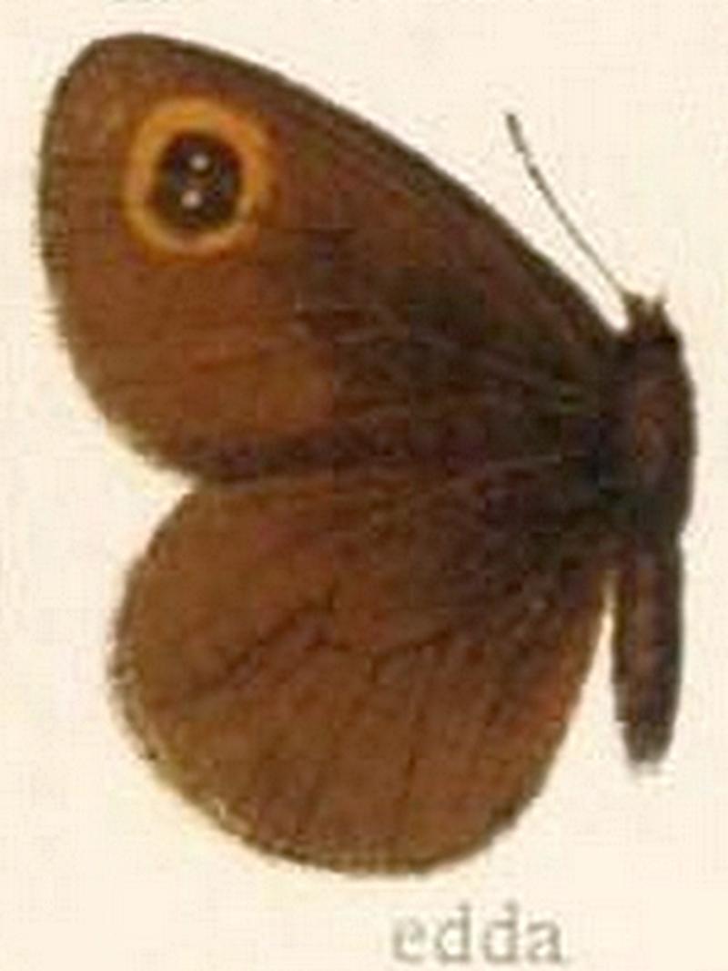 The Macrolepidoptera of the world (Taf. 35) (8145248775) Erebia edda