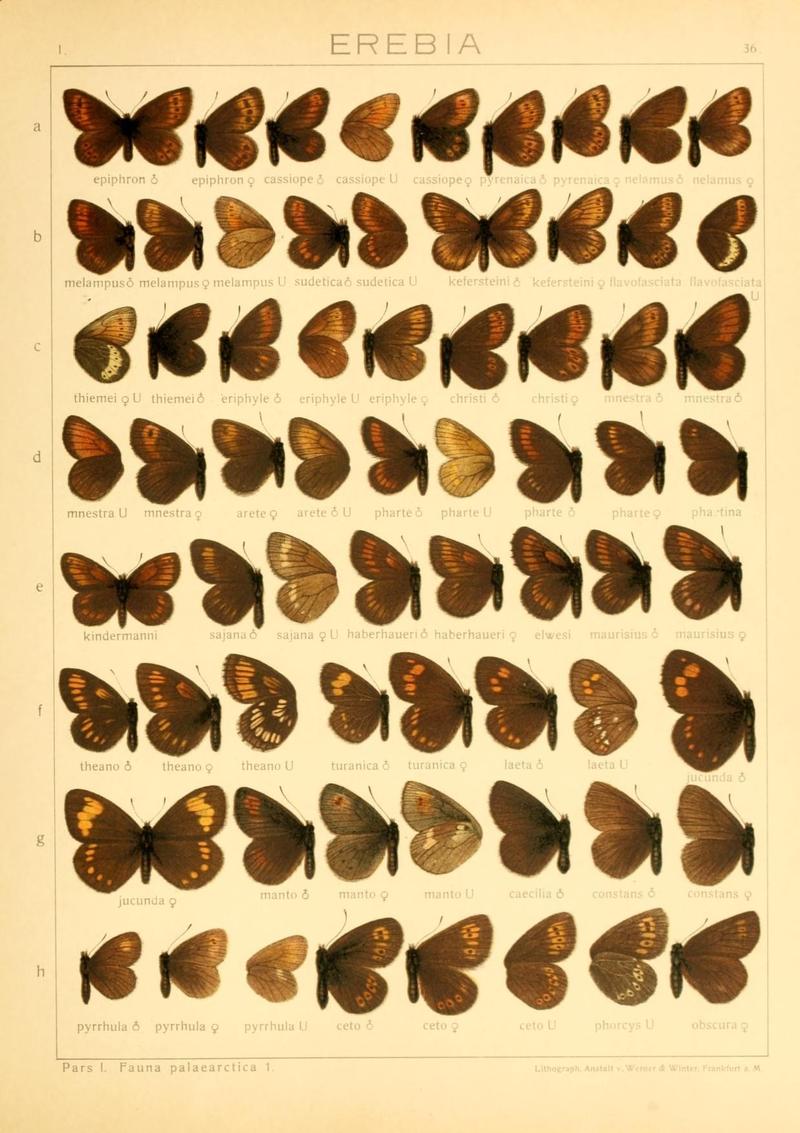 The Macrolepidoptera of the world (Taf. 36) (8145249291)