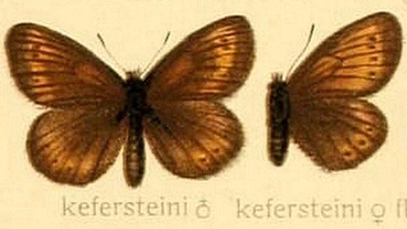 The Macrolepidoptera of the world (Taf. 36) (8145249291) Erebia kefersteinii
