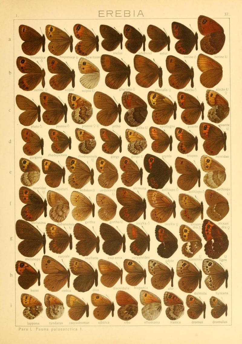 The Macrolepidoptera of the world (Taf. 37) (8145249879)