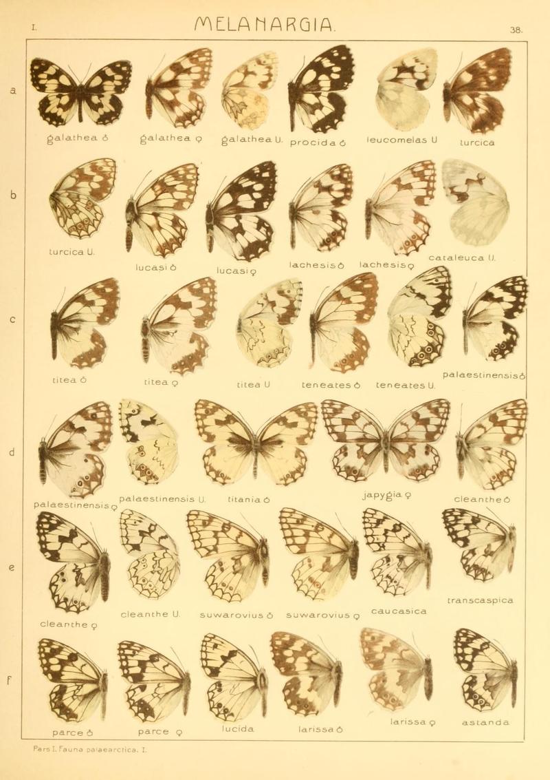 The Macrolepidoptera of the world (Taf. 38) (8145280524)