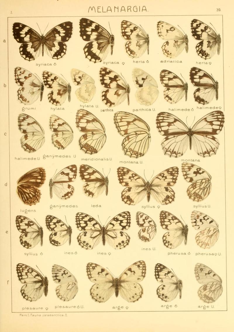 The Macrolepidoptera of the world (Taf. 39) (8145281276)