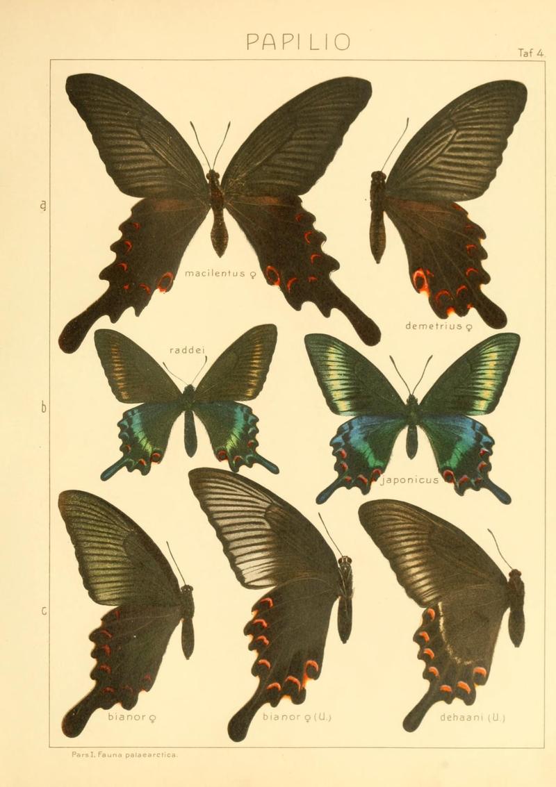 The Macrolepidoptera of the world (Taf. 4) (8145262632)