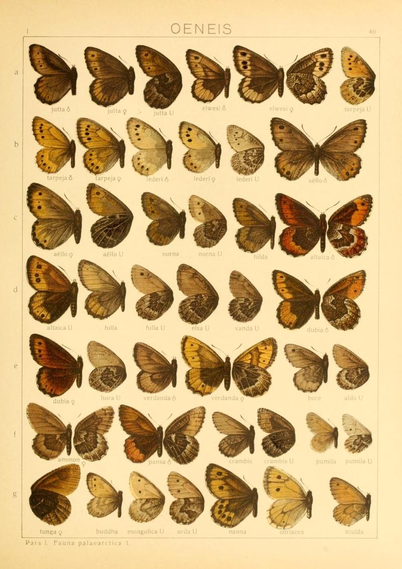 The Macrolepidoptera of the world (Taf. 40) (8145281658)