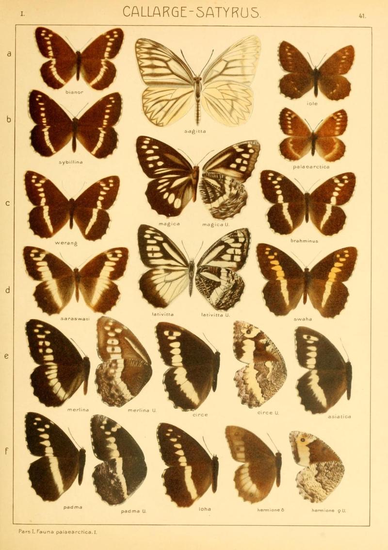 The Macrolepidoptera of the world (Taf. 41) (8145251989)