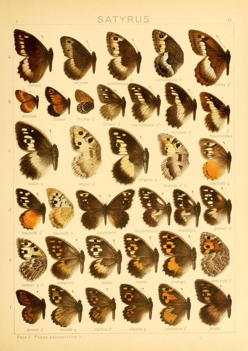The Macrolepidoptera of the world (Taf. 42) (8145282736)