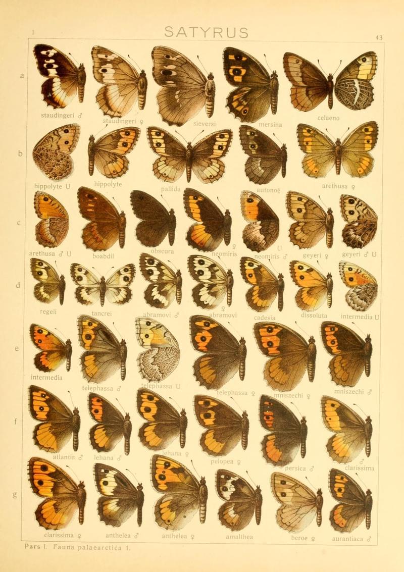 The Macrolepidoptera of the world (Taf. 43) (8145253013)