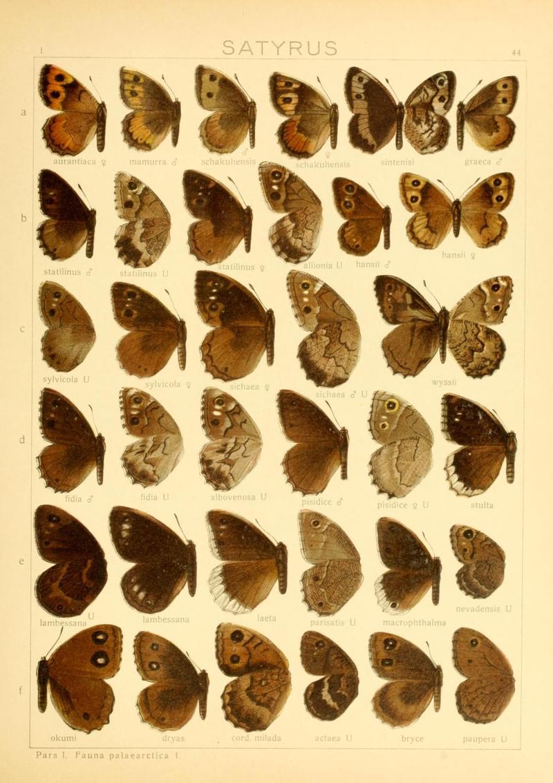 The Macrolepidoptera of the world (Taf. 44) (8145283770)