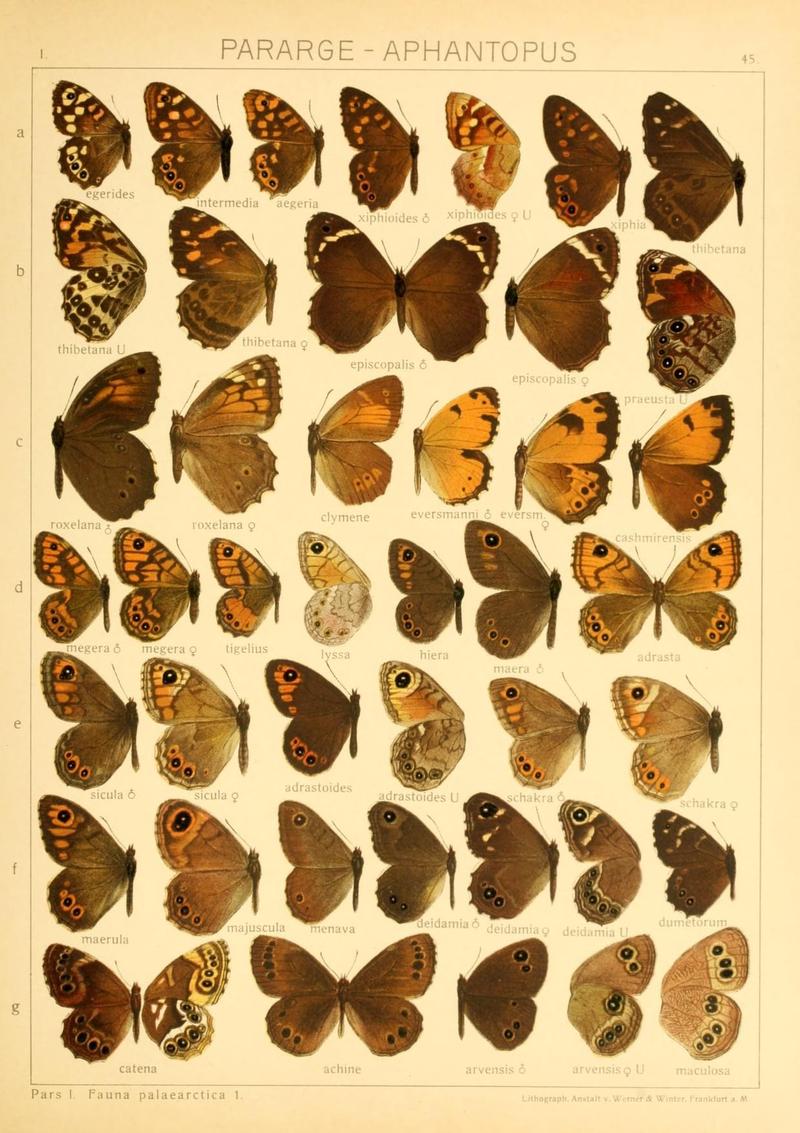 The Macrolepidoptera of the world (Taf. 45) (8145253905)