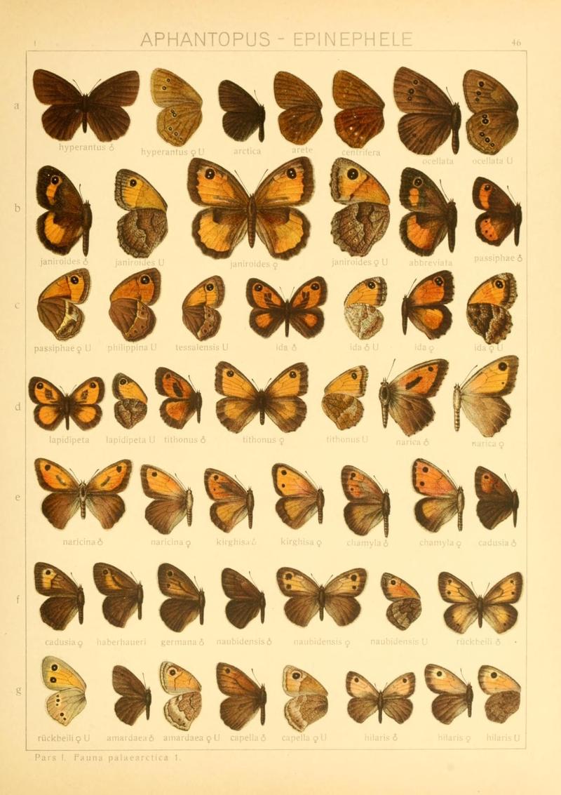 The Macrolepidoptera of the world (Taf. 46) (8145284628)