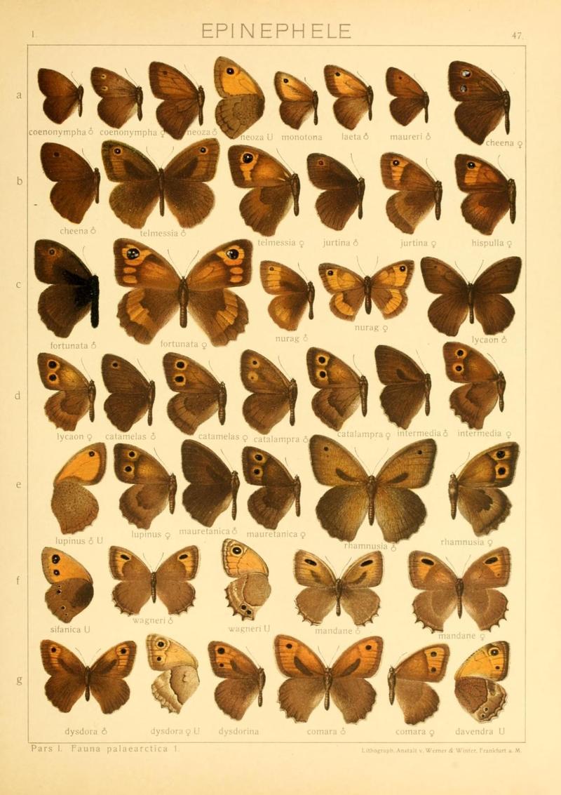 The Macrolepidoptera of the world (Taf. 47) (8145254791)