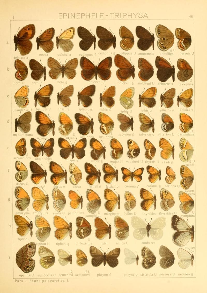 The Macrolepidoptera of the world (Taf. 48) (8145255303)
