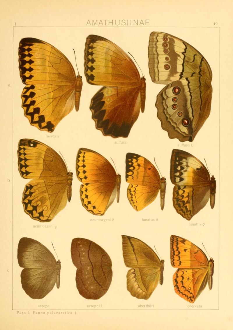 The Macrolepidoptera of the world (Taf. 49) (8145255683)