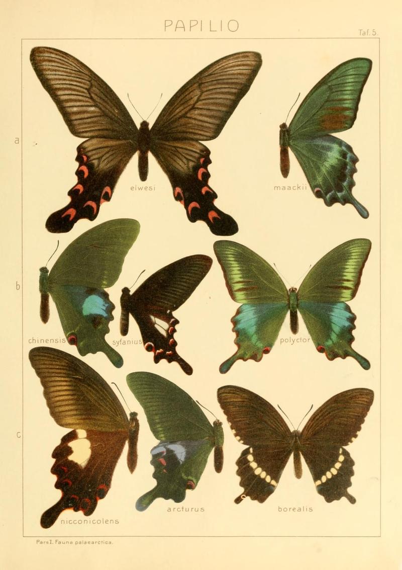 The Macrolepidoptera of the world (Taf. 5) (8145232801)