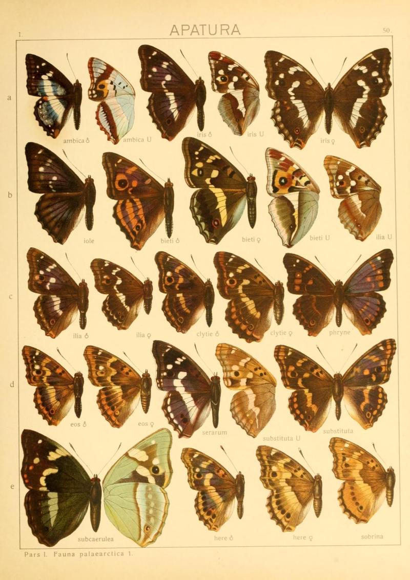 The Macrolepidoptera of the world (Taf. 50) (8145286166)