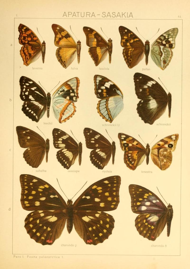 The Macrolepidoptera of the world (Taf. 51) (8145286746)