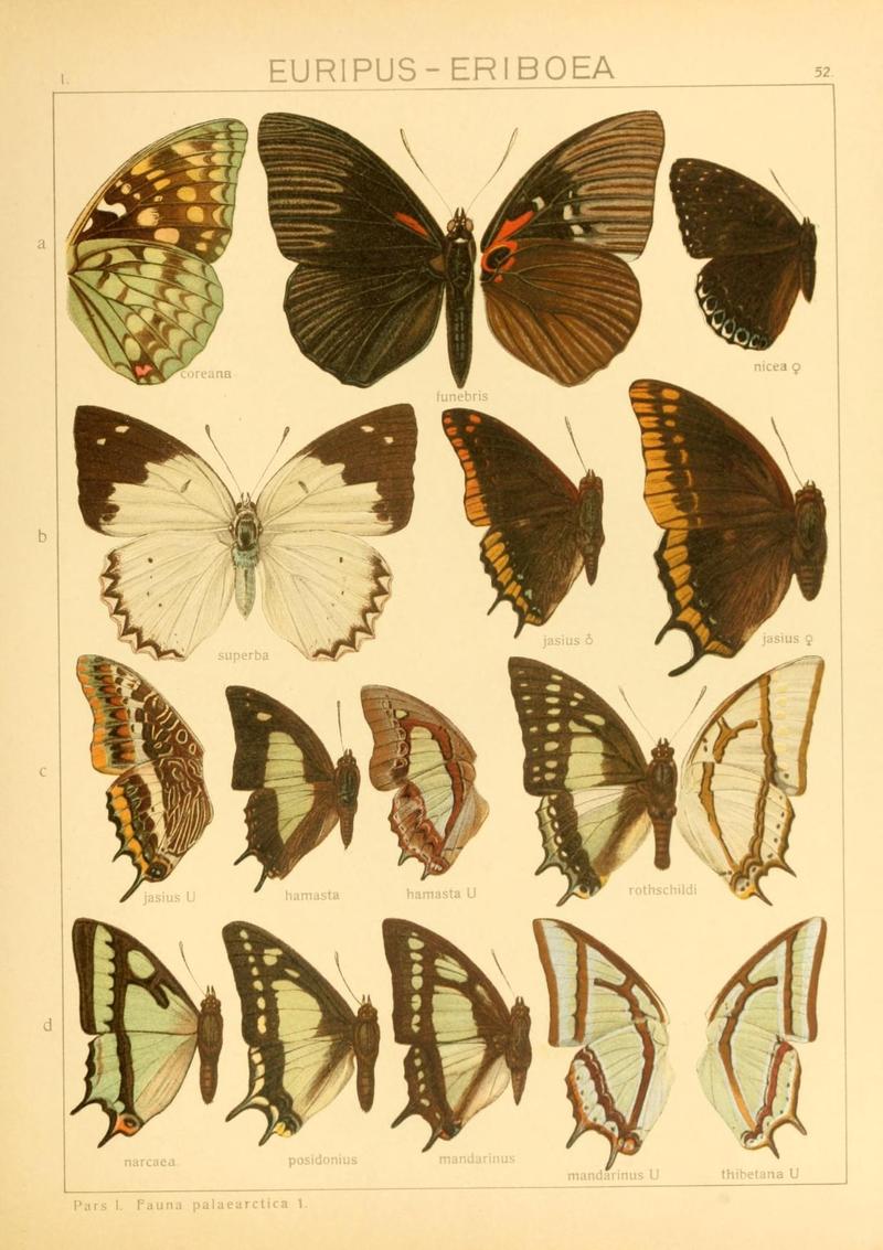 The Macrolepidoptera of the world (Taf. 52) (8145257047)