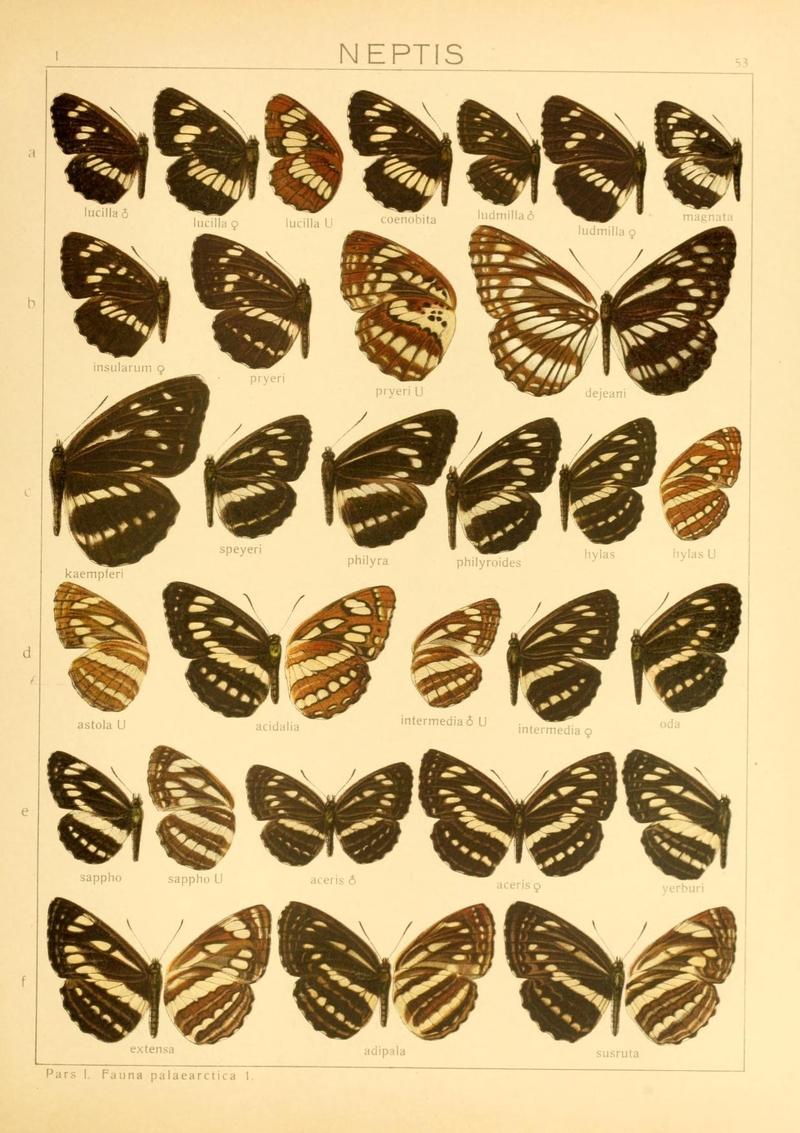 The Macrolepidoptera of the world (Taf. 53) (8145287522)