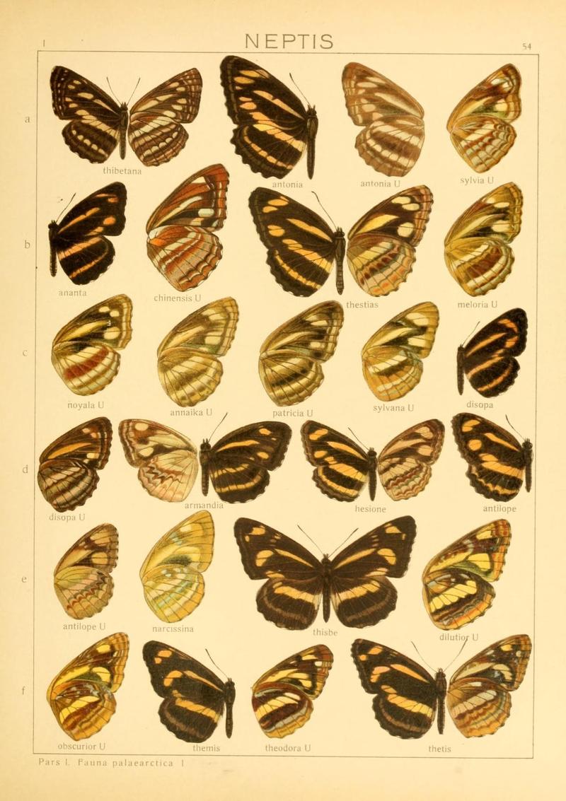 The Macrolepidoptera of the world (Taf. 54) (8145257881)