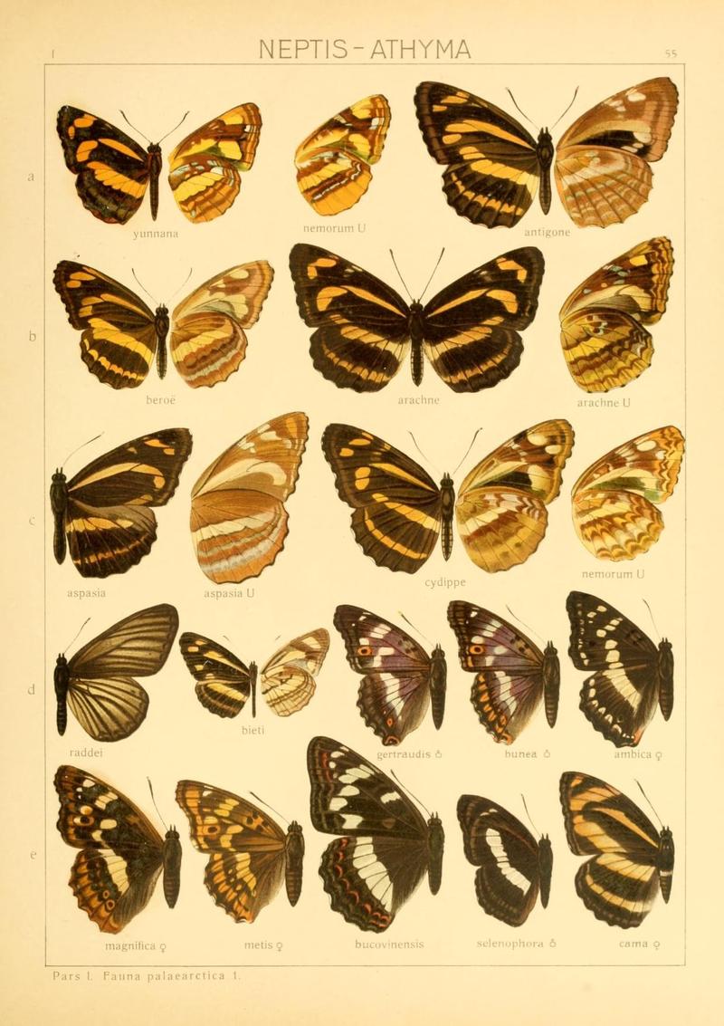 The Macrolepidoptera of the world (Taf. 55) (8145288426)
