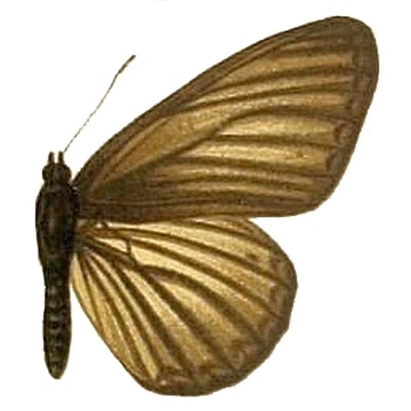 The Macrolepidoptera of the world (Taf. 55) (8145288426) Aldania raddei