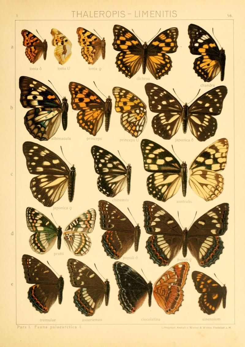 The Macrolepidoptera of the world (Taf. 56) (8145288876)