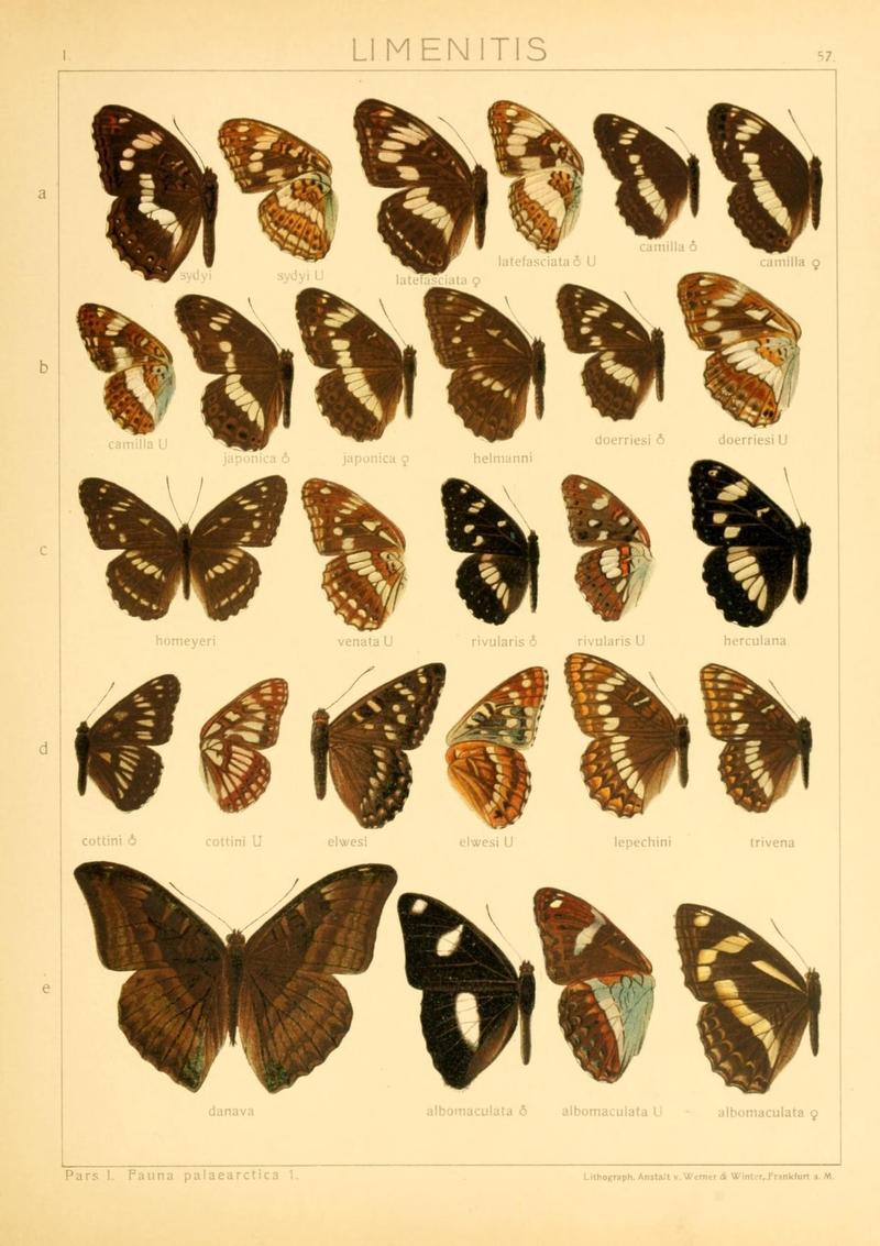 The Macrolepidoptera of the world (Taf. 57) (8145259279)