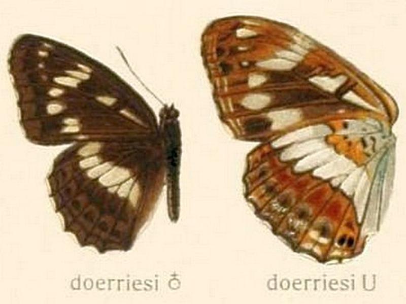 The Macrolepidoptera of the world (Taf. 57) (8145259279) Limenitis doerriesi