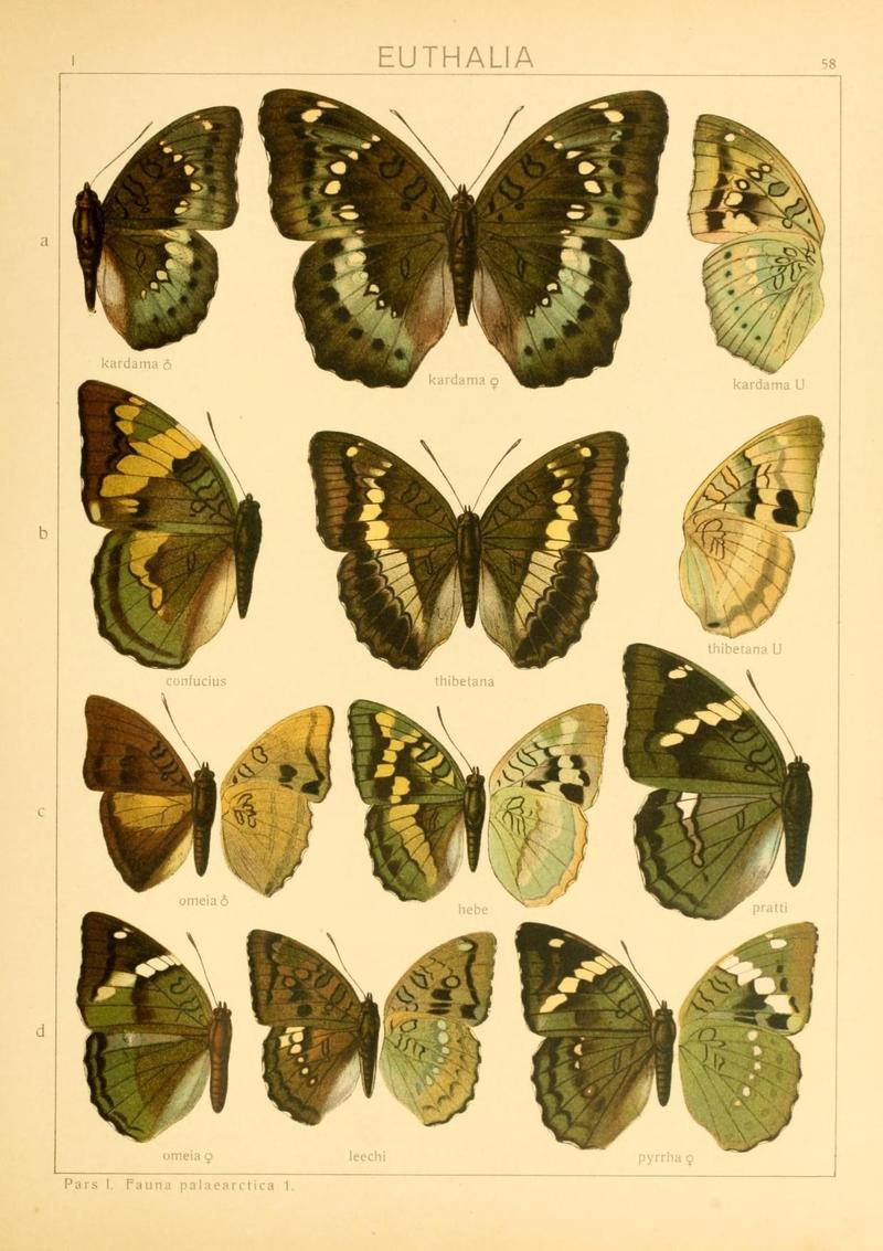 The Macrolepidoptera of the world (Taf. 58) (8145259691)