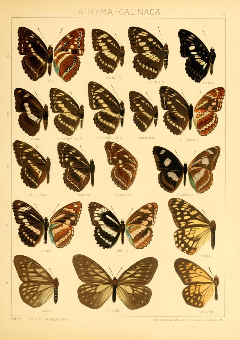 The Macrolepidoptera of the world (Taf. 59) (8145260435)