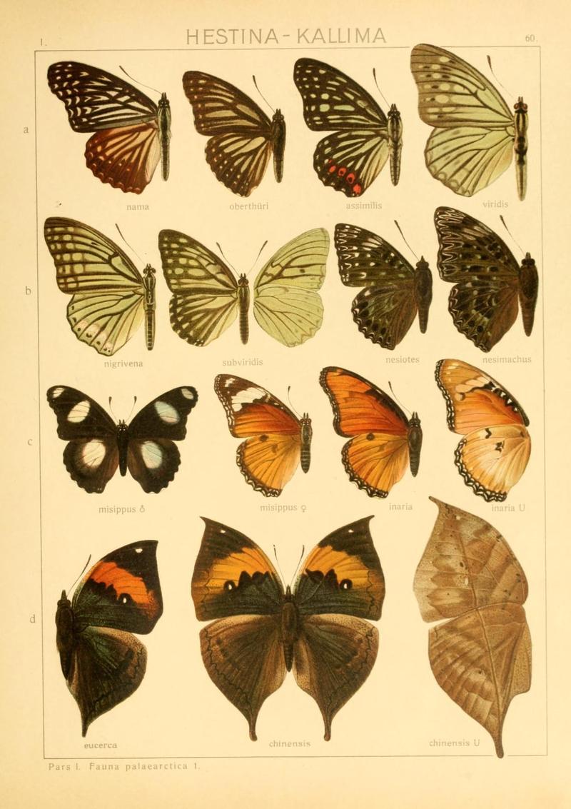 The Macrolepidoptera of the world (Taf. 60) (8145290890)