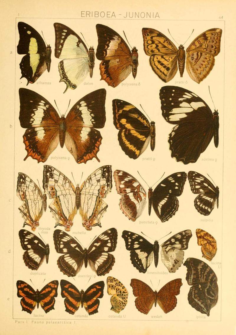 The Macrolepidoptera of the world (Taf. 61) (8145261335)