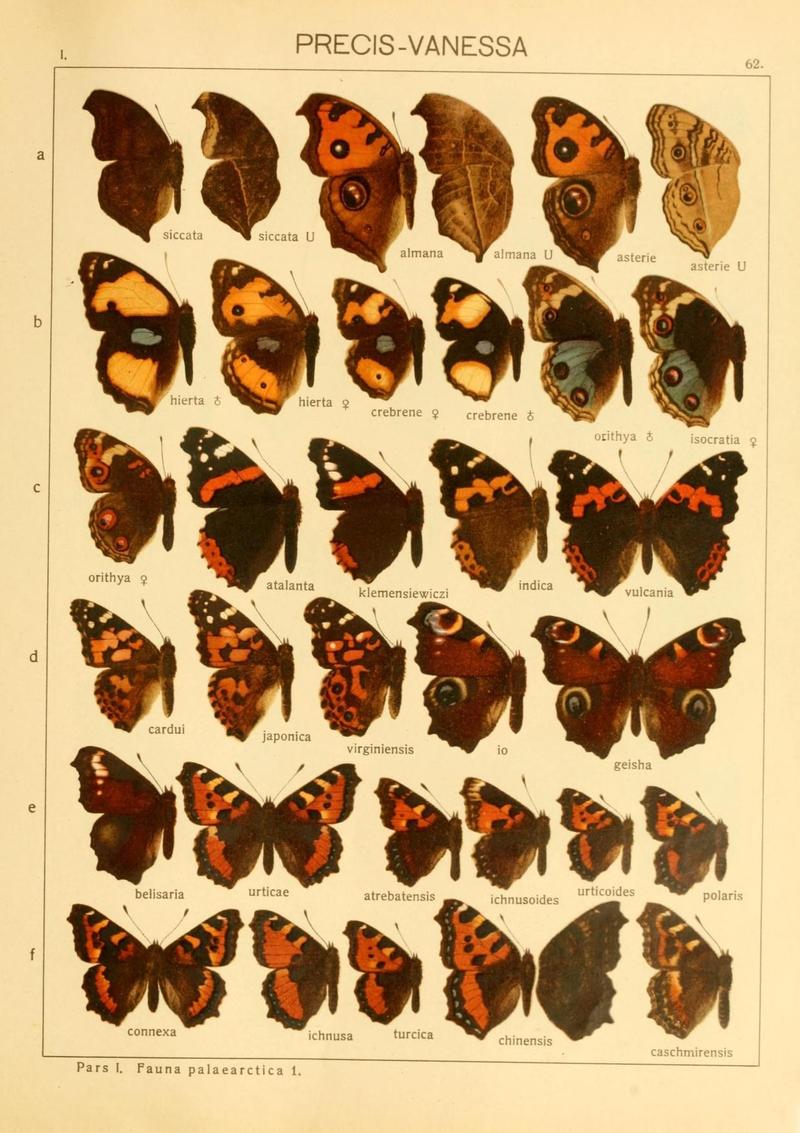 The Macrolepidoptera of the world (Taf. 62) (8145291968)