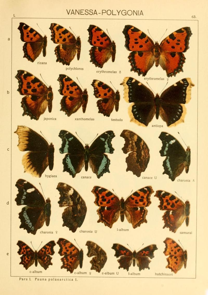 The Macrolepidoptera of the world (Taf. 63) (8145292446)
