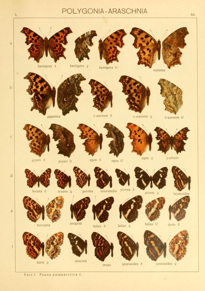 The Macrolepidoptera of the world (Taf. 64) (8145292912)