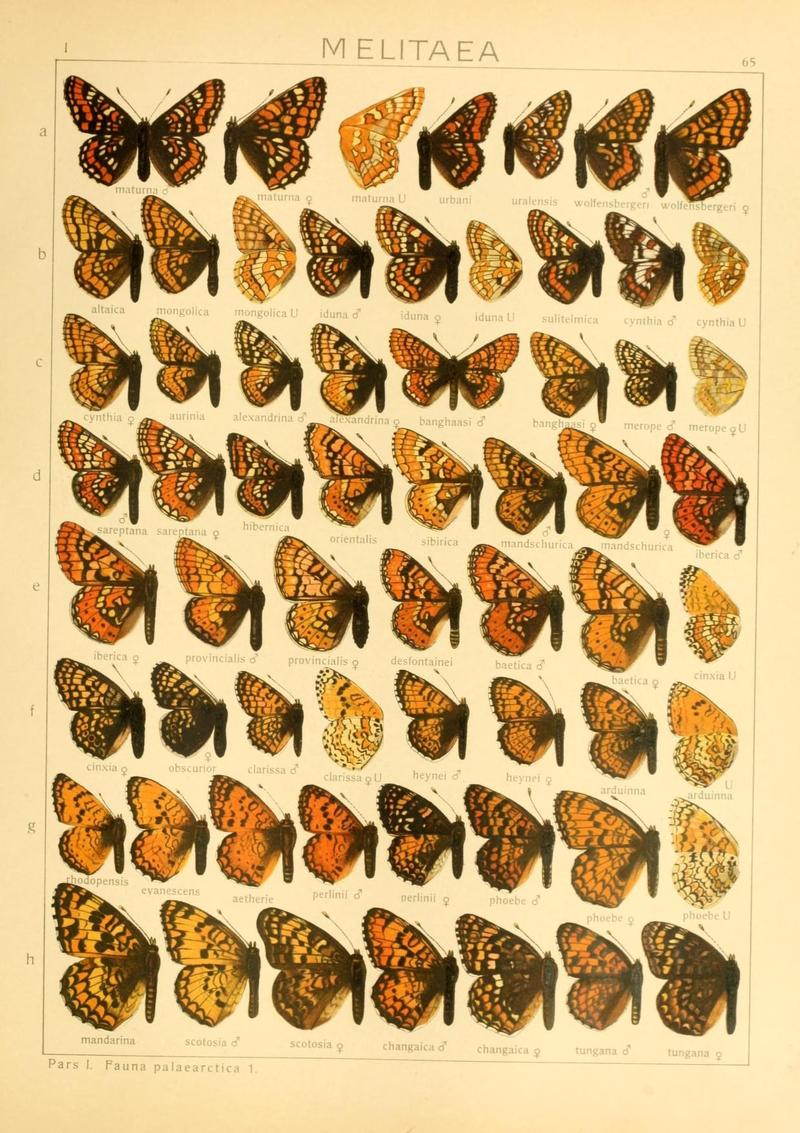 The Macrolepidoptera of the world (Taf. 65) (8145293448)