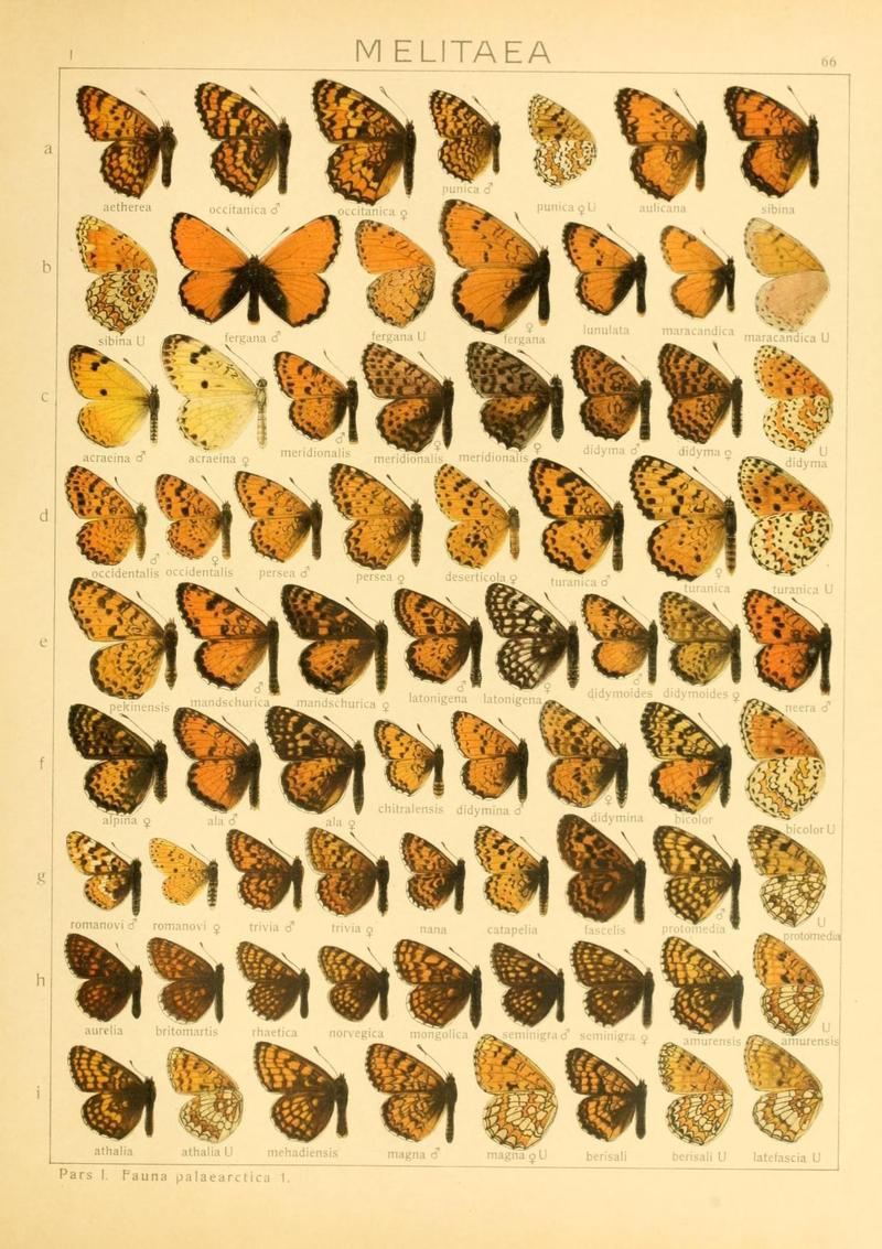 The Macrolepidoptera of the world (Taf. 66) (8145294072)