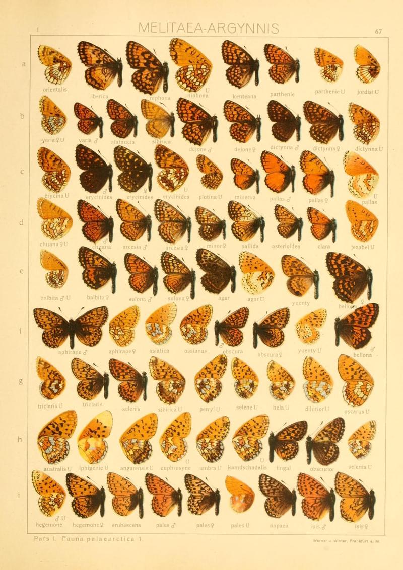 The Macrolepidoptera of the world (Taf. 67) (8145294550)