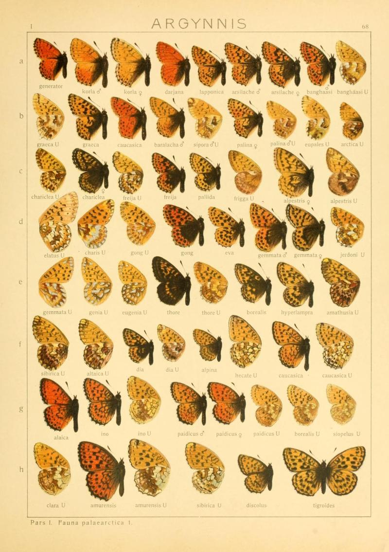 The Macrolepidoptera of the world (Taf. 68) (8145295136)