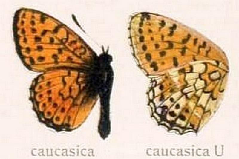 The Macrolepidoptera of the world (Taf. 68) (8145295136) Brenthis hecate transcaucasica