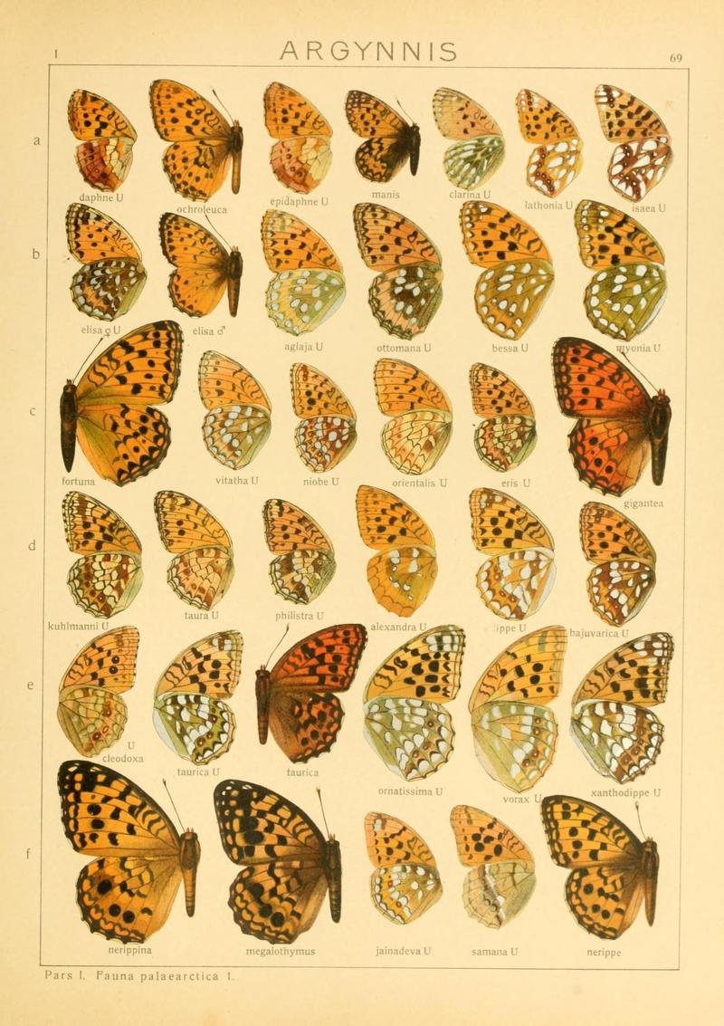 The Macrolepidoptera of the world (Taf. 69) (8145265371)