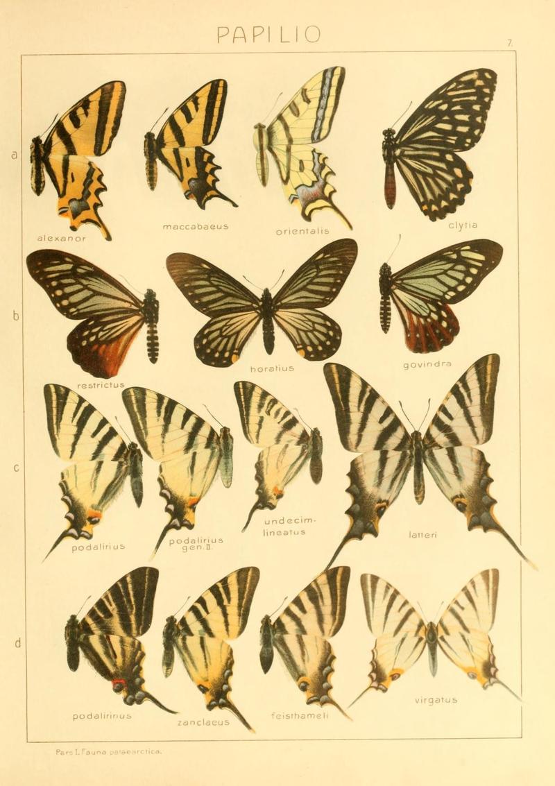The Macrolepidoptera of the world (Taf. 7) (8145233891)