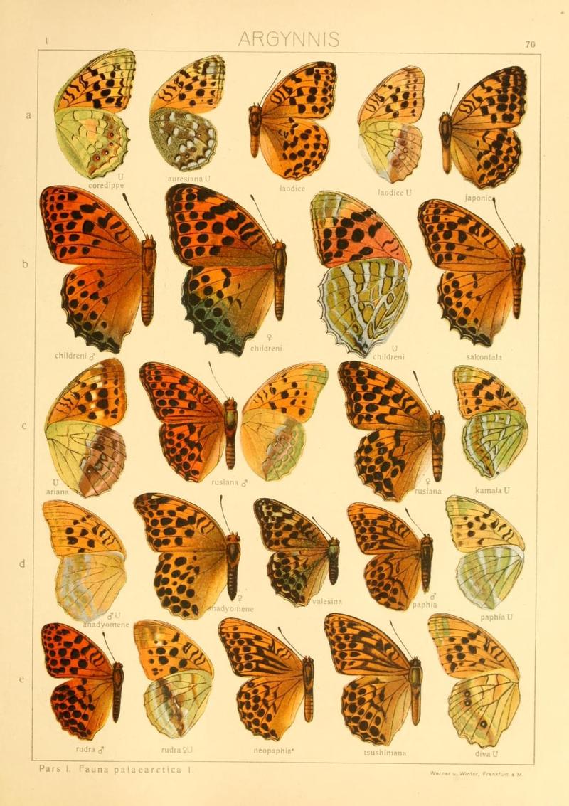 The Macrolepidoptera of the world (Taf. 70) (8145295978)