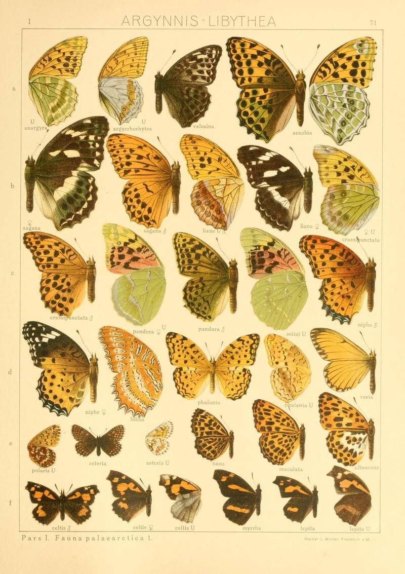 The Macrolepidoptera of the world (Taf. 71) (8145266417)